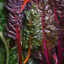 Mangold gr&uuml;n- regional