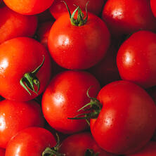 Tomaten: Strauchtomaten