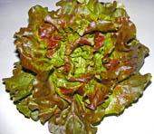 Salat: Batavia rot -regional
