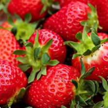 Erdbeeren 250g -Schale