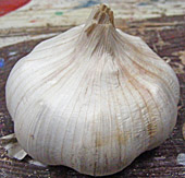 Knoblauch, frisch, regional aus MV!